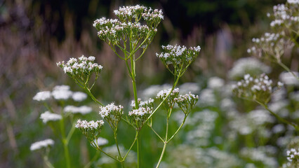 Common valerian (Valeriana Officinalis) is bllossoming