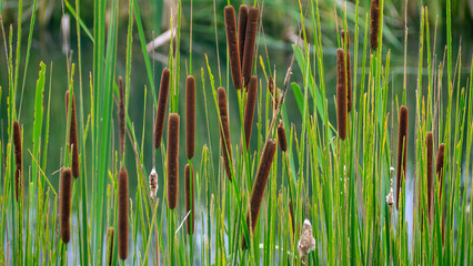 Broadleaf cattail (common bulrush) is blossoming