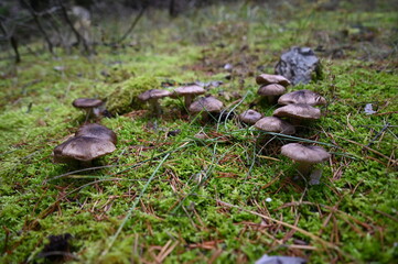 Coprins chevelus à Névache