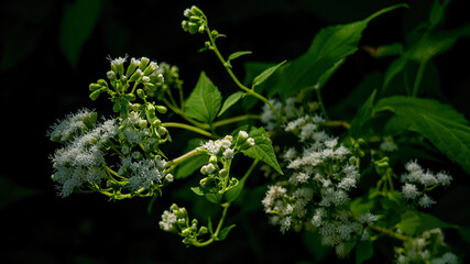 Common valerian (Valeriana Officinalis) is bllossoming
