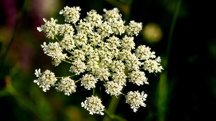 Wild carrot (Queen Anne's lace) is blossoming