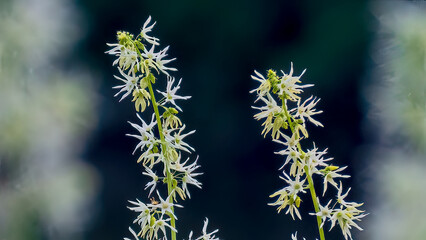 Echinocystis lobata is in flower