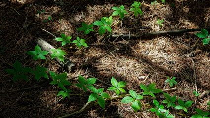 Wild plant is growing on ground with sunlight showering on