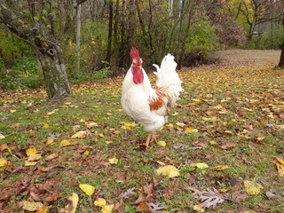 white rooster in the grass