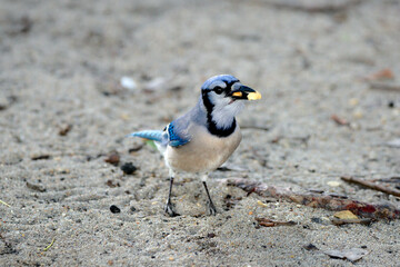 Blauhäher