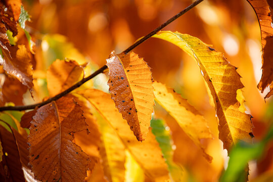 Close up of Fall leafs Cape cod forest 