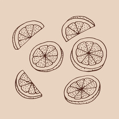 Lemon slices hand drawn illustration. Vector isolated