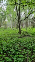 green forest after rain