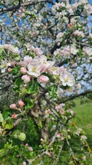 spring apple blossoms