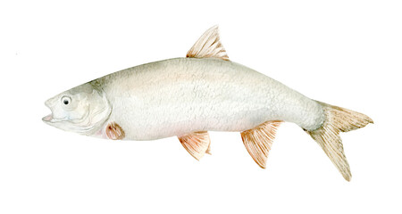 Asp fish. River fish. Watercolor Clip Art. Illustration is hand drawn. Suitable for encyclopedias, card designs, textiles and scrapbooking.