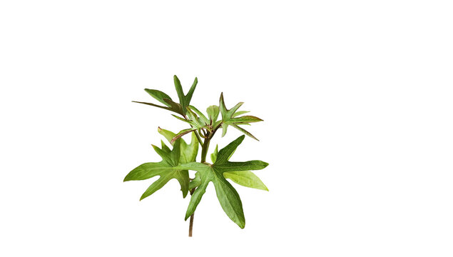 A branch of Sweetpotato (Ipomoea batatas) isolated on white background