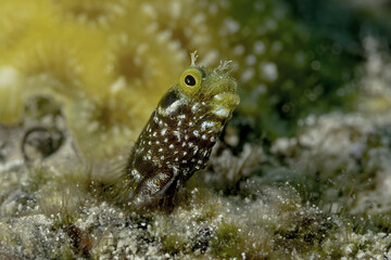 Close-up of a spiny-headed blenny emerging from hiding to hunt for small organisms