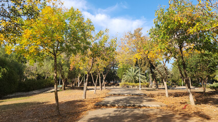 Ash trees (Fraxinus excelsior) in a city park in autumn