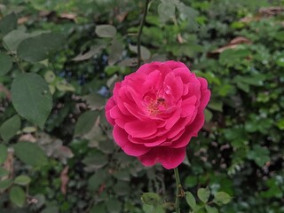 red rose in the garden