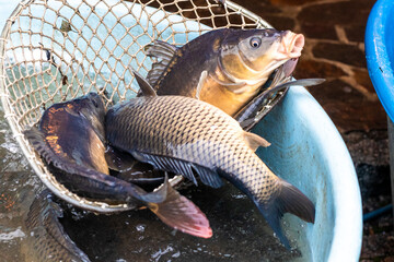 Living carps at water tank, traditional  Christmas market, Prague, Czech republic