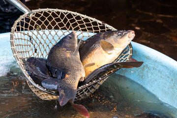 Living carps at water tank, traditional  Christmas market, Prague, Czech republic