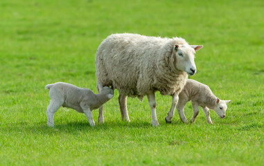 Sheep, mother sheep with her two young lambs in Springtime with one lamb suckling. Yorkshire Dales,...