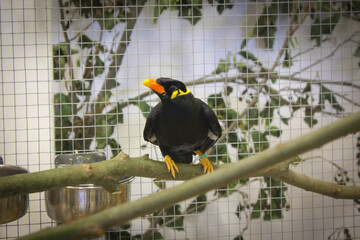 common hill myna bird (Gracula religiosa) closeup look