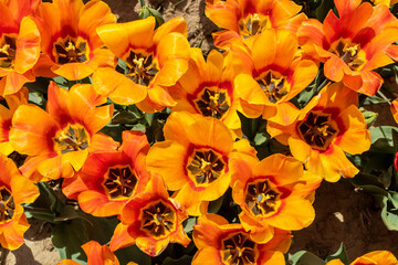 Organe tulips 