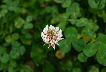 Schönheit im Kleinen: Nahaufnahme einer Kleeblüte