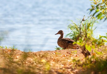 wild duck sits on the shore of a pond