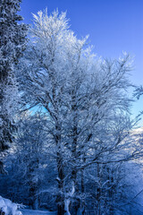 snow covered trees in winter
