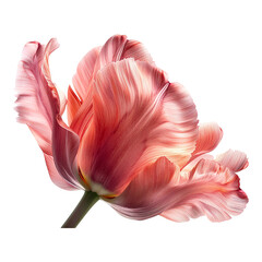 Close-up of a Pink Tulip with Soft Ruffled Petals