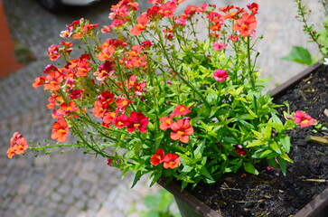 Blood Orange Nemesia in full bloom