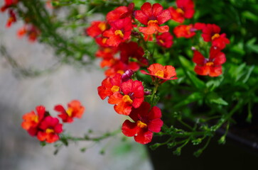 Blood Orange Nemesia in full bloom