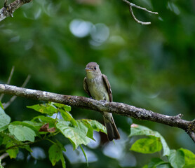 Eastern Wood Pewee