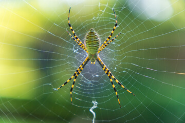 Araña sobre su telaraña