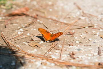 Mariposa Monarca