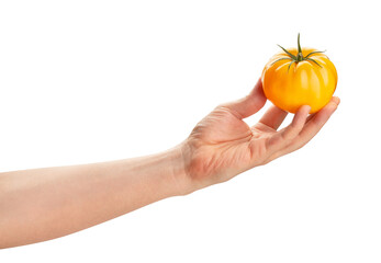 yellow tomato in hand path isolated on white