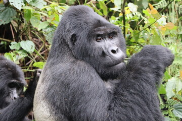 Close-up of ountain gorilla silverback eating 