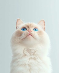 Portrait of a Ragdoll Cat with Striking Blue Eyes and Soft Fluffy Coat, Perfect for Cat Lovers and Feline Enthusiasts

