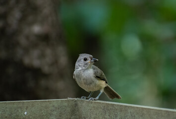 Tufted Titmouse Bird