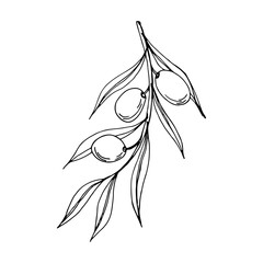 Olive branches graphics vector. Isolated on a white background. Olives hand-drawn, vector graphics.  Monochrome olive branches.