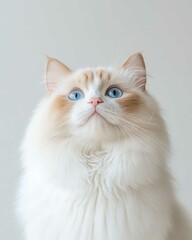 Portrait of a Ragdoll Cat with Striking Blue Eyes and Soft Fluffy Coat, Perfect for Cat Lovers and Feline Enthusiasts

