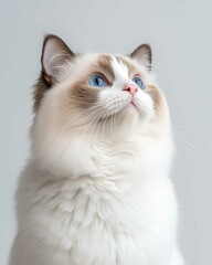 Portrait of a Ragdoll Cat with Striking Blue Eyes and Soft Fluffy Coat, Perfect for Cat Lovers and Feline Enthusiasts

