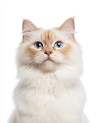 Portrait of a Ragdoll Cat with Striking Blue Eyes and Soft Fluffy Coat, Perfect for Cat Lovers and Feline Enthusiasts

