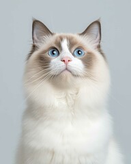 Portrait of a Ragdoll Cat with Striking Blue Eyes and Soft Fluffy Coat, Perfect for Cat Lovers and Feline Enthusiasts

