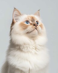 Portrait of a Ragdoll Cat with Striking Blue Eyes and Soft Fluffy Coat, Perfect for Cat Lovers and Feline Enthusiasts

