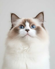 Portrait of a Ragdoll Cat with Striking Blue Eyes and Soft Fluffy Coat, Perfect for Cat Lovers and Feline Enthusiasts


