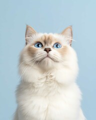 Portrait of a Ragdoll Cat with Striking Blue Eyes and Soft Fluffy Coat, Perfect for Cat Lovers and Feline Enthusiasts

