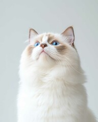Portrait of a Ragdoll Cat with Striking Blue Eyes and Soft Fluffy Coat, Perfect for Cat Lovers and Feline Enthusiasts

