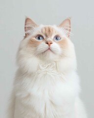 Portrait of a Ragdoll Cat with Striking Blue Eyes and Soft Fluffy Coat, Perfect for Cat Lovers and Feline Enthusiasts

