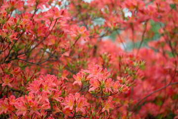 Blooming rhododendron.
