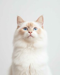 Portrait of a Ragdoll Cat with Striking Blue Eyes and Soft Fluffy Coat, Perfect for Cat Lovers and Feline Enthusiasts


