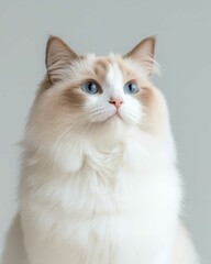 Fototapeta premium Portrait of a Ragdoll Cat with Striking Blue Eyes and Soft Fluffy Coat, Perfect for Cat Lovers and Feline Enthusiasts