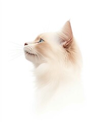 Portrait of a Ragdoll Cat with Striking Blue Eyes and Soft Fluffy Coat, Perfect for Cat Lovers and Feline Enthusiasts

